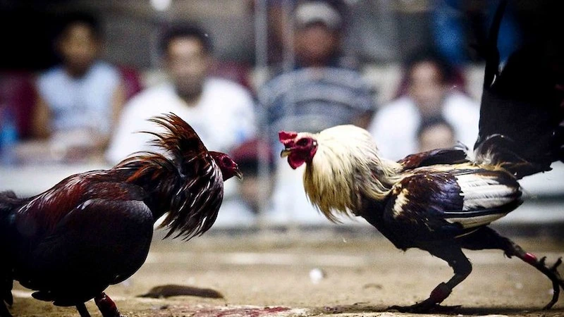 Thomo Cockfighting