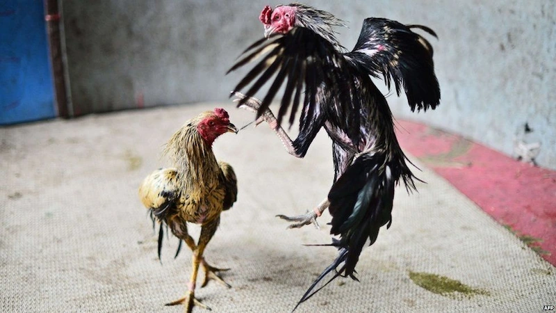 Spur-Equipped Cockfighting