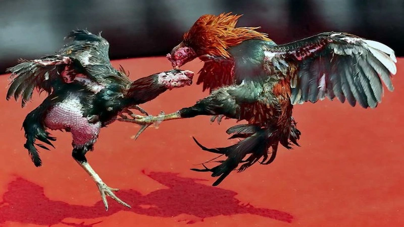  Cockfighting Live in Malaysia